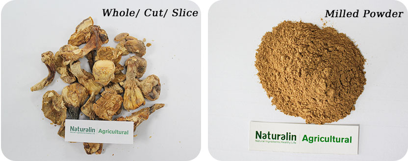 姬松茸 姬松茸.jpg